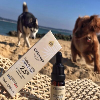Utiliser le CBD contre la dermatite chez le chien ?