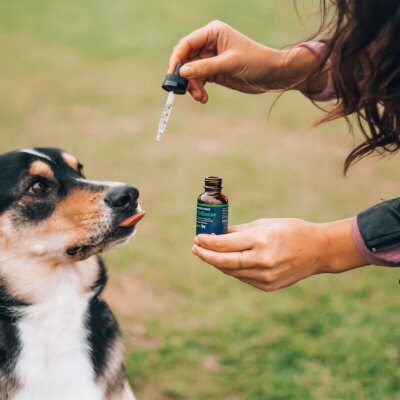 Le CBD pour Animaux