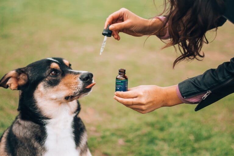 cbd animaux