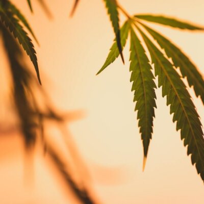 L&rsquo;histoire du CBD