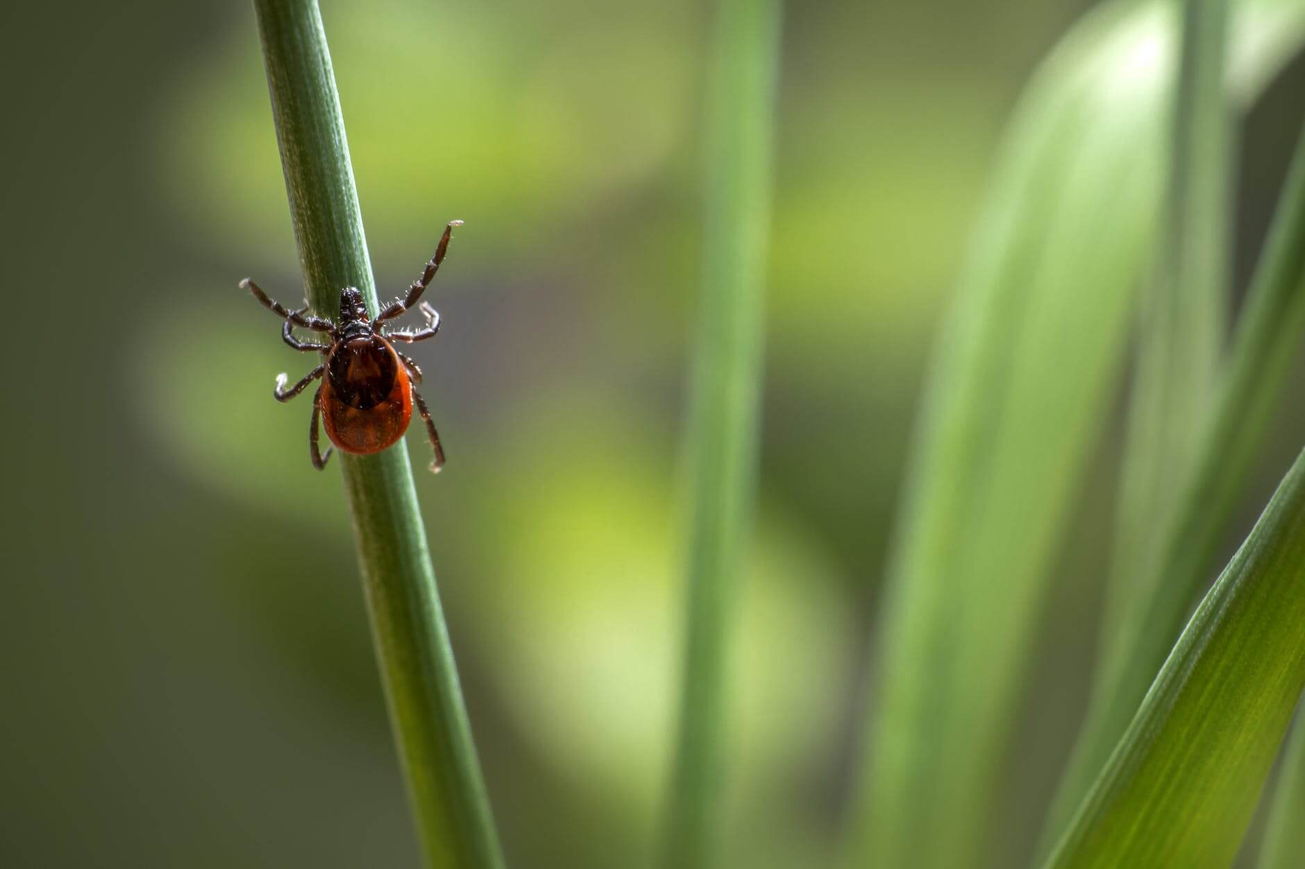 You are currently viewing Le CBD est-il efficace pour lutter contre la maladie de Lyme ?