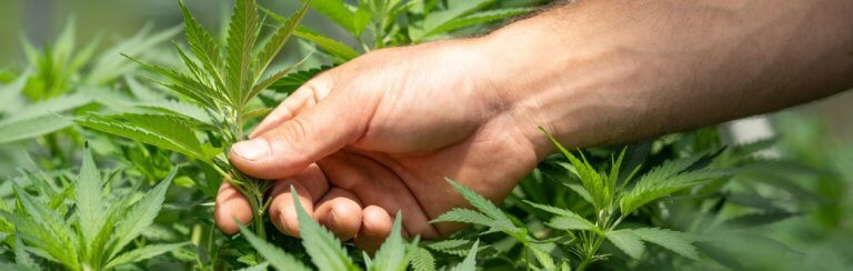 cannabis gastronomique