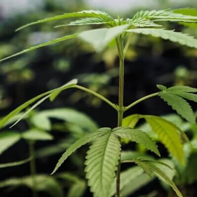 Ce qu&rsquo;il faut savoir sur le cannabis hybride