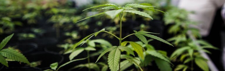 cannabis hybride
