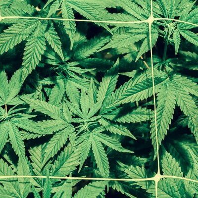 Les effets psychotropes du cannabis