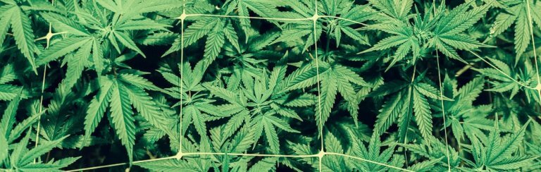 cannabis psychoitrope