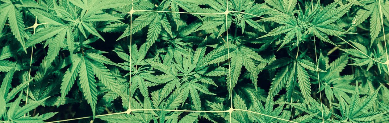 You are currently viewing Les effets psychotropes du cannabis