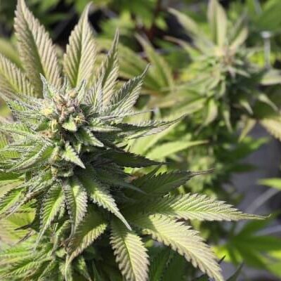 Comment consommer la fleur de CBD ?
