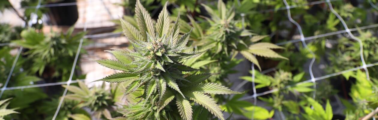 consommer fleur cbd