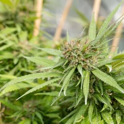 Le nombre de cultivateurs de chanvre explose
