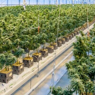 La culture de chanvre, une solution efficace pour dépolluer les sols