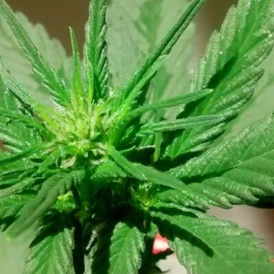 Fleurs de CBD: De quoi parle-t-on ?