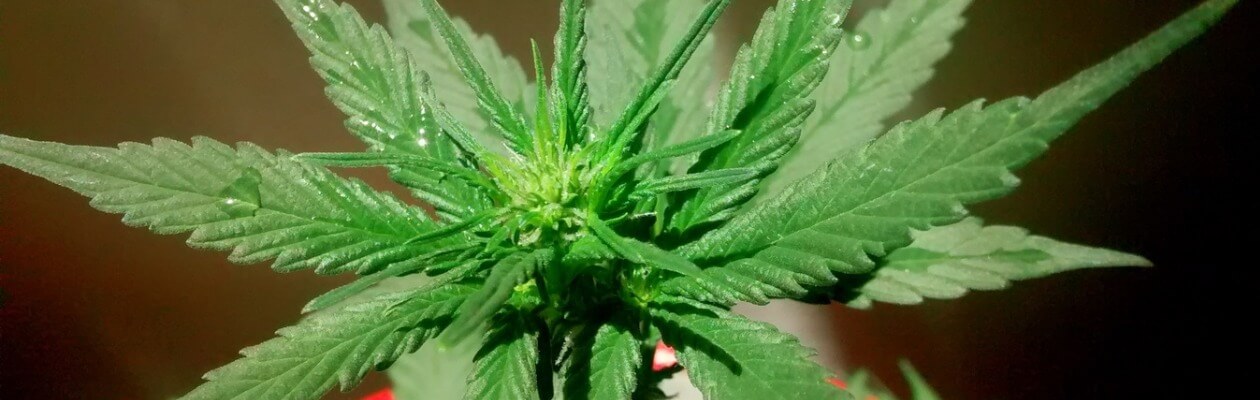 You are currently viewing Fleurs de CBD: De quoi parle-t-on ?