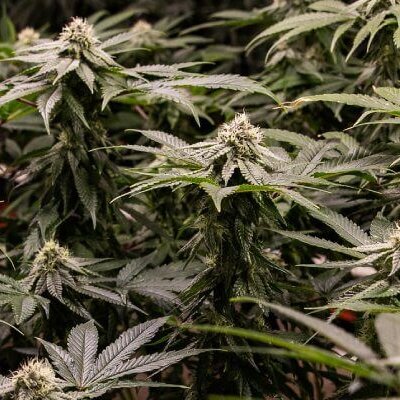 Investir dans le cannabis