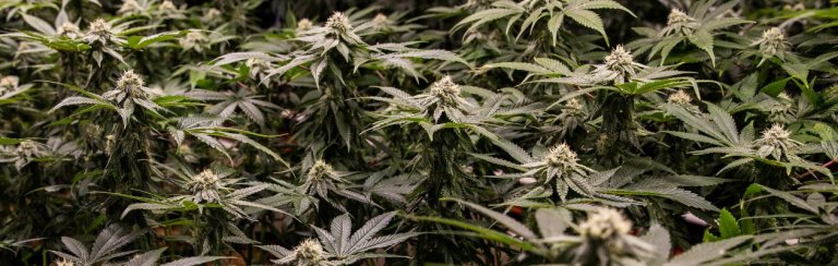 investir dans le cannabis