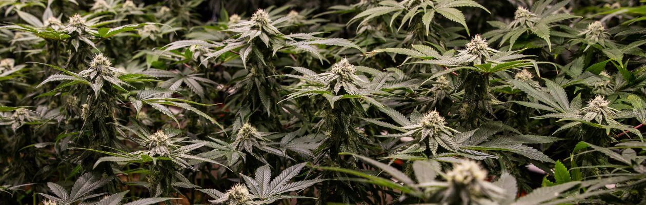 You are currently viewing Investir dans le cannabis