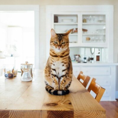 CBD et chat stressé : avis et recommandations