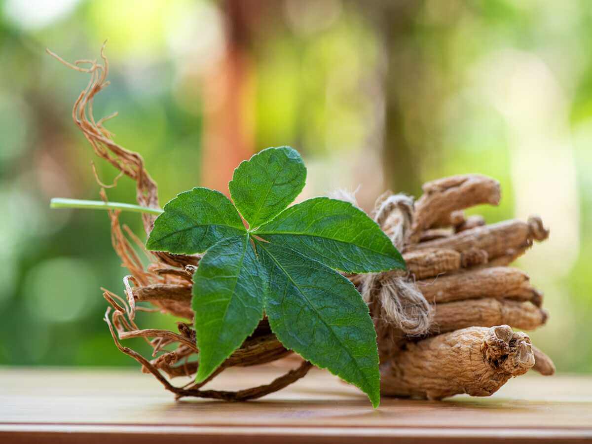 You are currently viewing Adaptogènes : Ginseng, Rhodiola, Eleuthérocoque — Lequel choisir ?