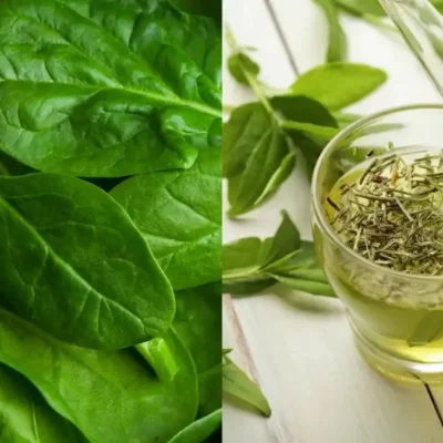 Fatigue Chronique : Les 5 causes oubliées et comment y répondre par les plantes
