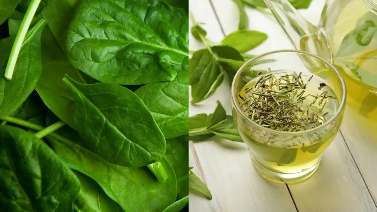 You are currently viewing Fatigue Chronique : Les 5 causes oubliées et comment y répondre par les plantes